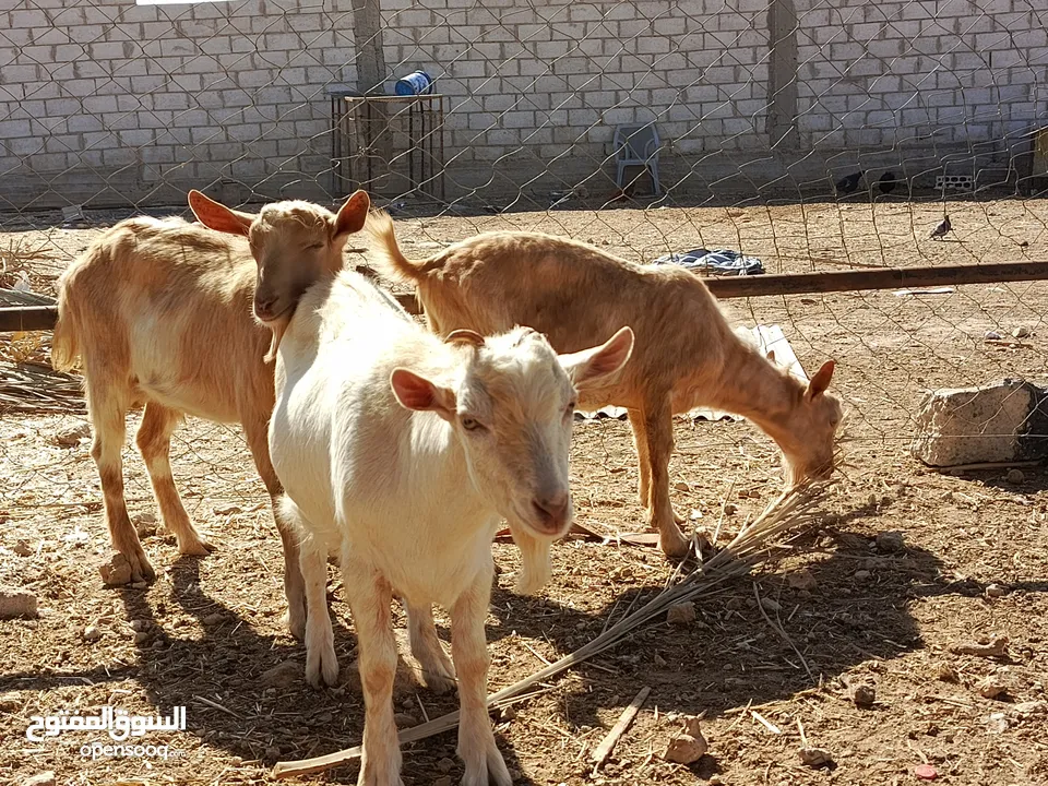 يوجد خرفان للبيع بسعر مغري