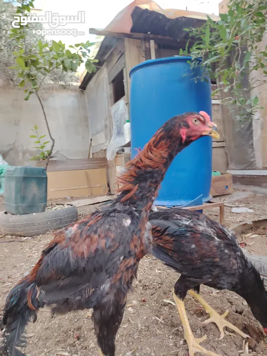 باكستاني، براهما، امهات لاحم فرخات عمر 3 شهور  صوص باكستاني حر  ديوك باكستاني خط أول و فرخات شغالة