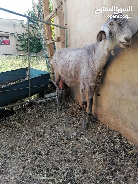 ماعز للبيع