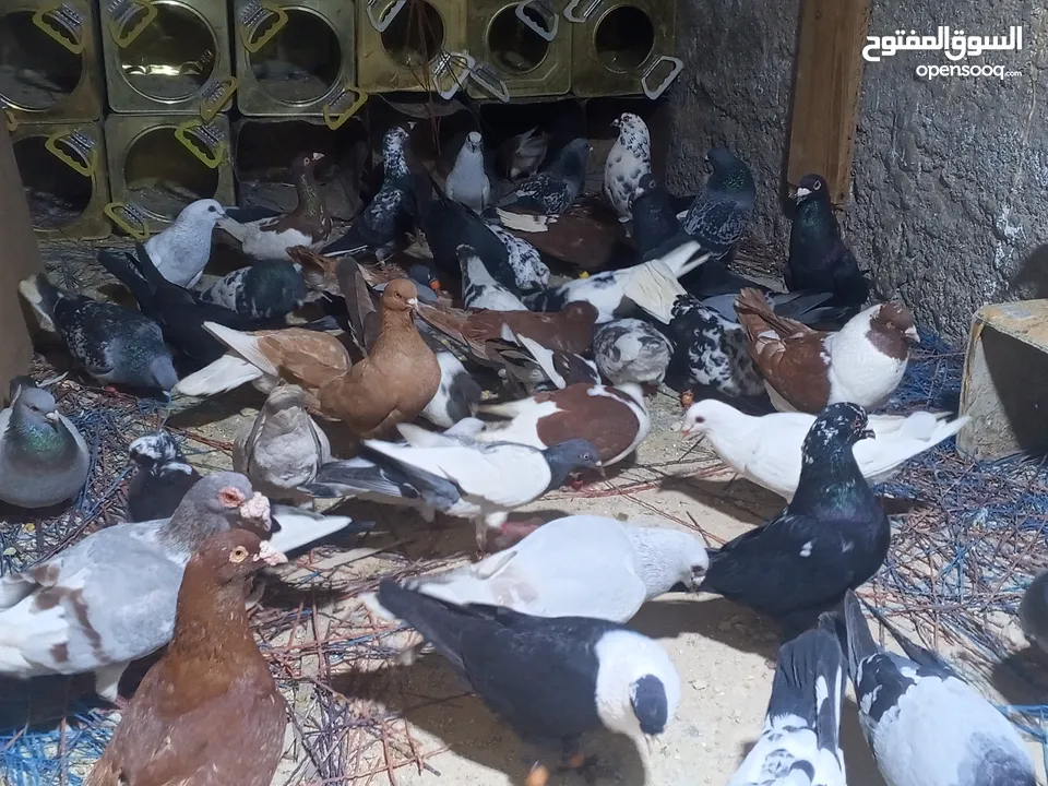 50 طير حمام زق وكش مشكلات فيهم جواز حلوات السعر 120