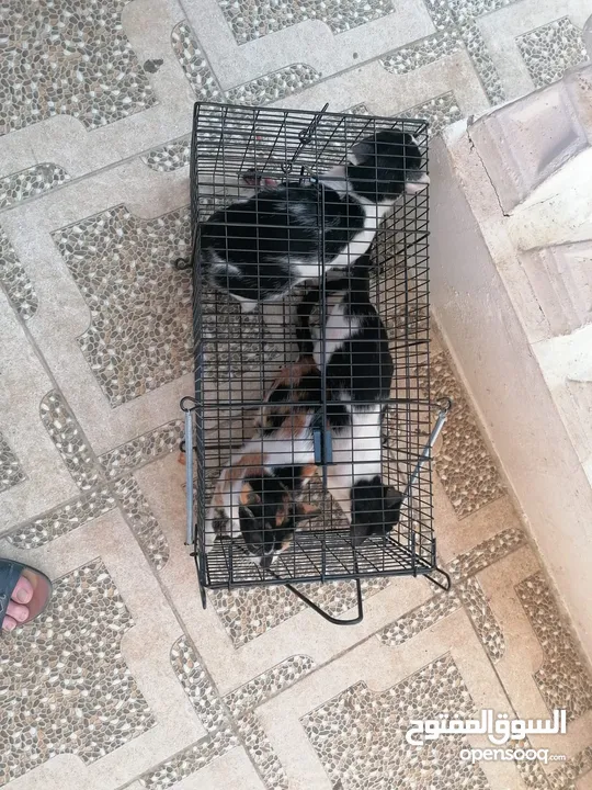 مصيده قطط للإيجار cat trap for rent