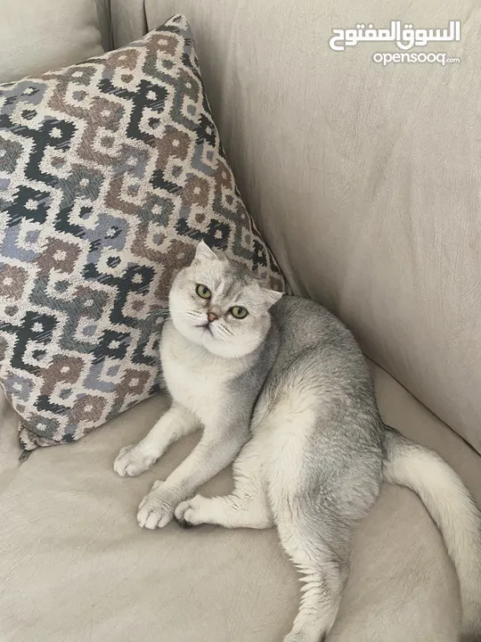 ذكر سكوتش فولد ابيض للتزاوج grey shaded
