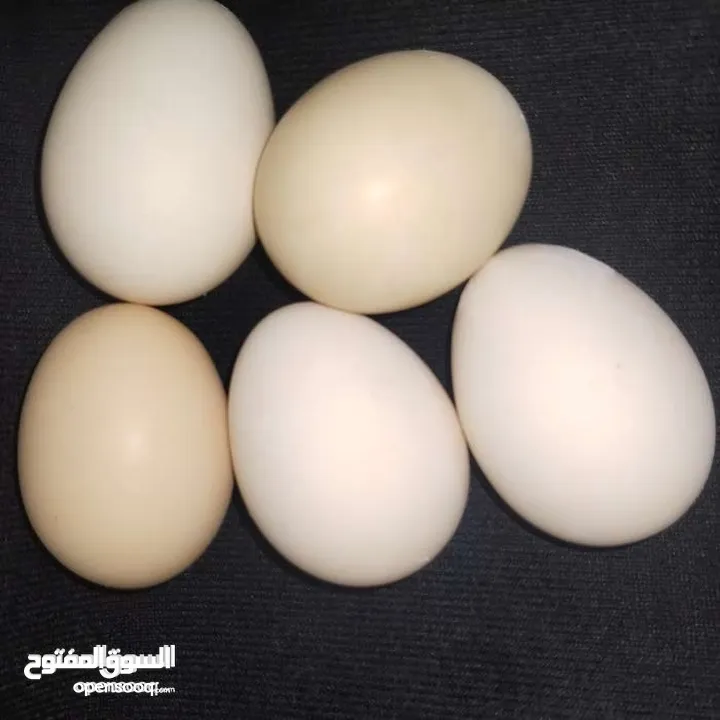 بيض دجاج عرب