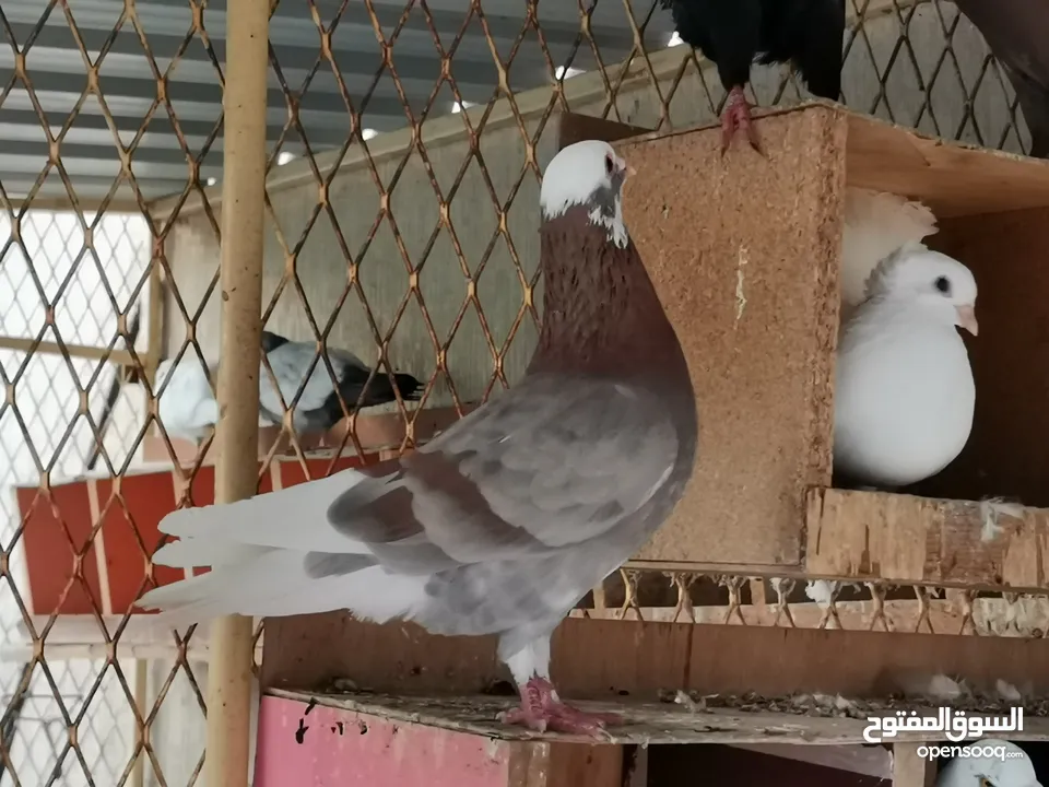 Special price for 40 pigeons all 600 AED