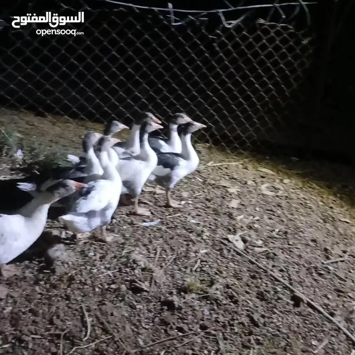 وز للبيع العدد 6  او للبدل على دجاج بلدي