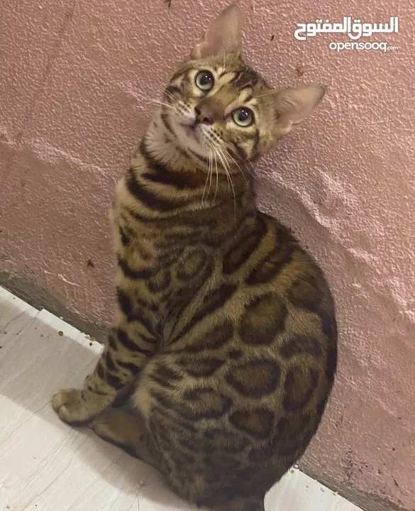 Bengal male