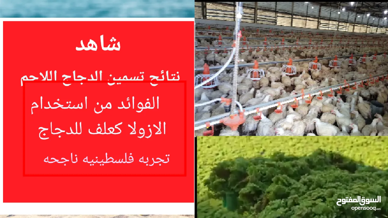 علف الازولا يزرع مره وينتج يوميا مدى الحياه للدجاج والمواشي وجميع الحويانات