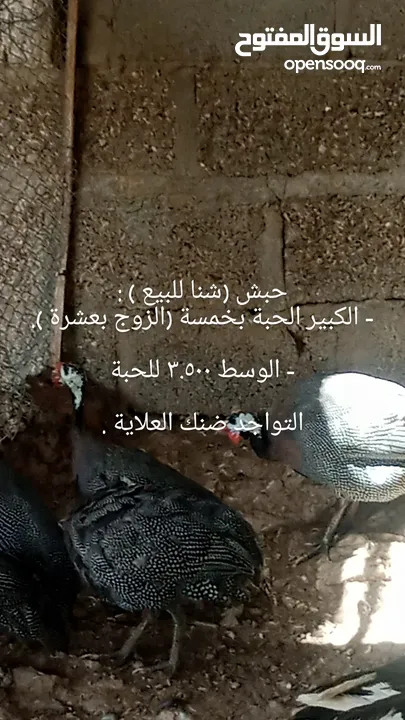 دجاج محلي للبيع وسمان وحبش