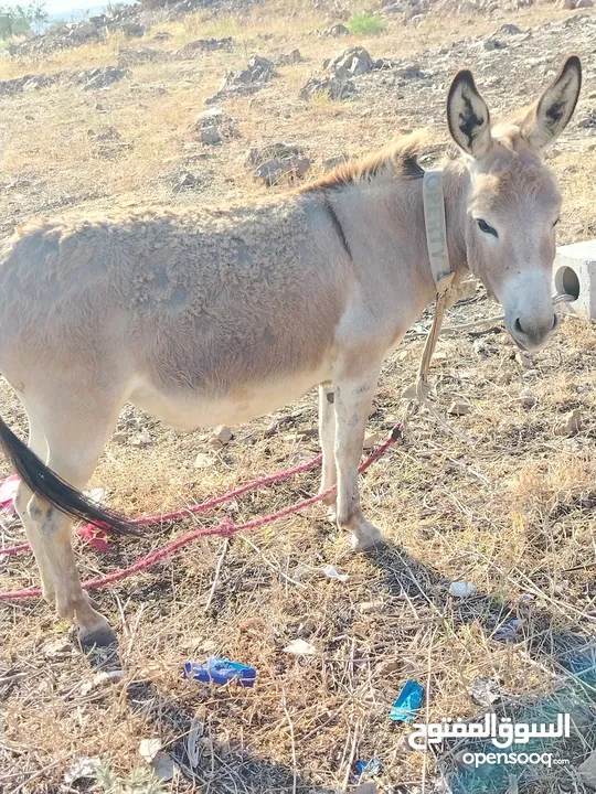 احماره للبيع