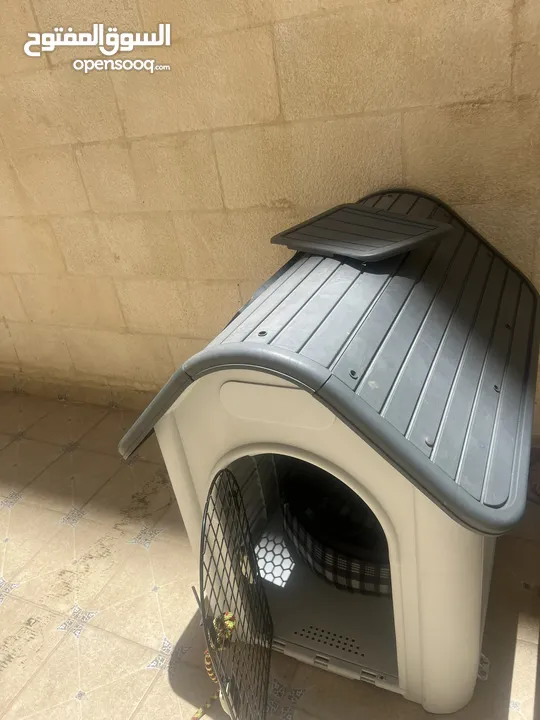 كلب قولدن جهاز مع كل مطاعيم و جواز سفر و مايكرو تشيب ذكر