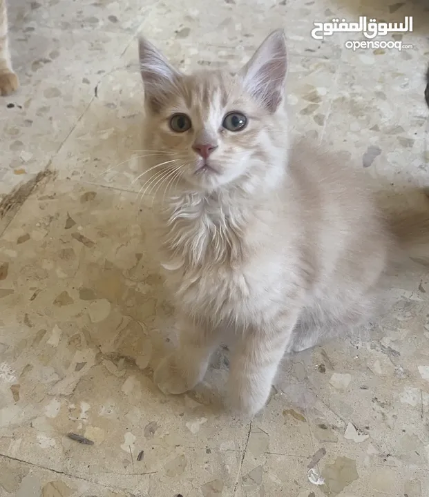 قطط للبيع او التبني