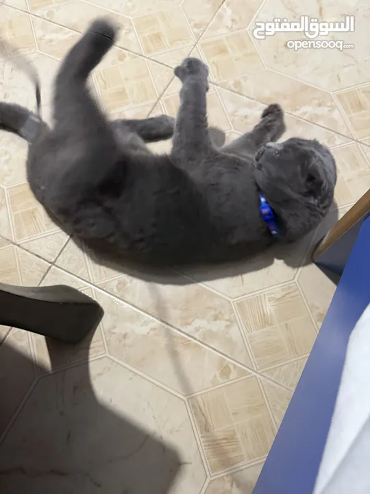 قط Scottish Fold للبيع بسعر مميز
