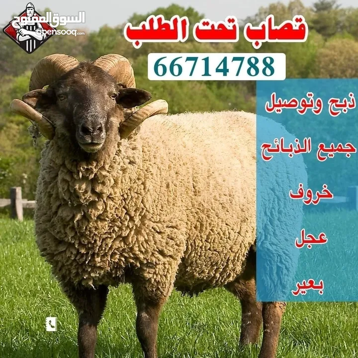 قصاب الكويت  زبح وتوصل جميع انواع الذبائح   خروف  عجل  بعير