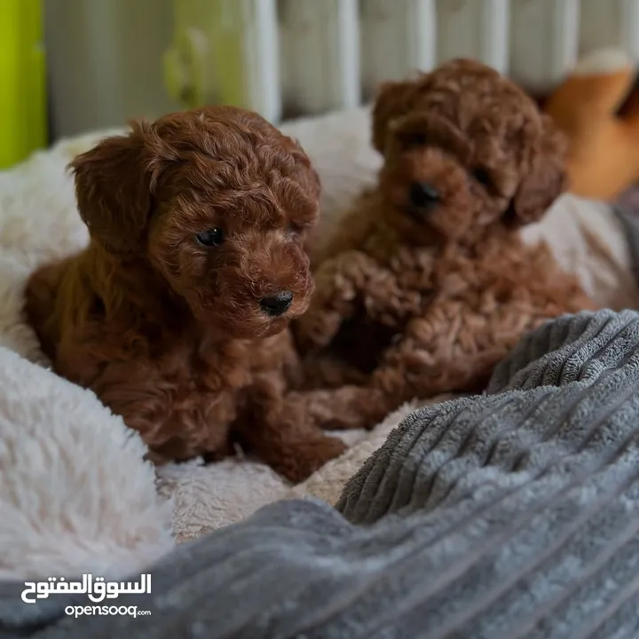 جراء بودل مستويات عالية جدا جدا جدا اهالي استيراد خارجي مستويات خرافية تسليم في أي عياده بيطرية