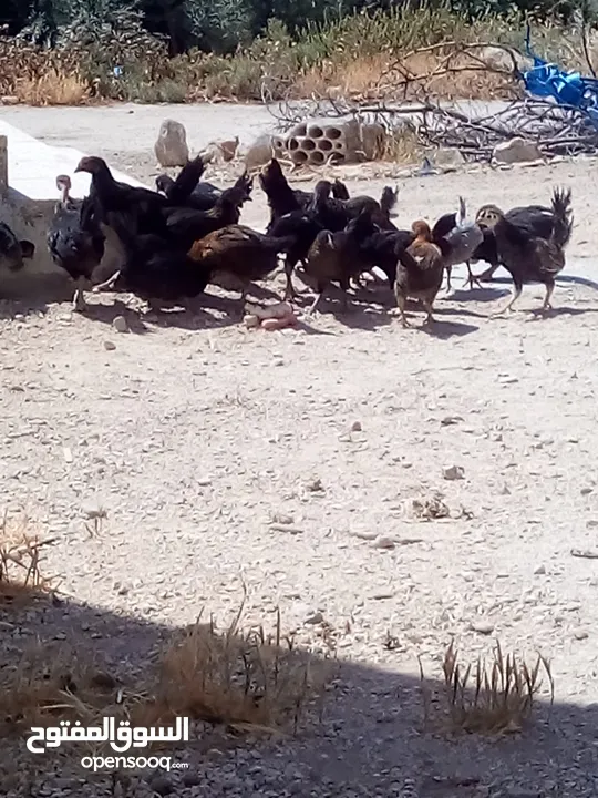 فراخ عمر شهرين الحبه على دينارين وربع