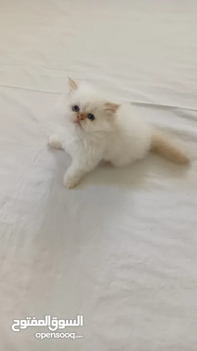 Pure Ragdoll Red Point Kitten