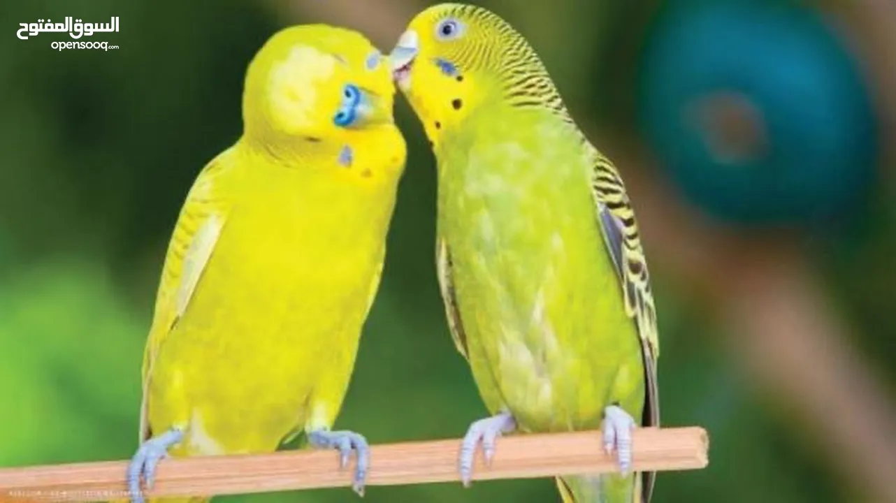 ببغاء لوري وكروان وحب للبيع بسعر حررق اقرء الوصف جيدااا