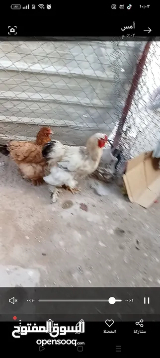 زوج دجاج براها