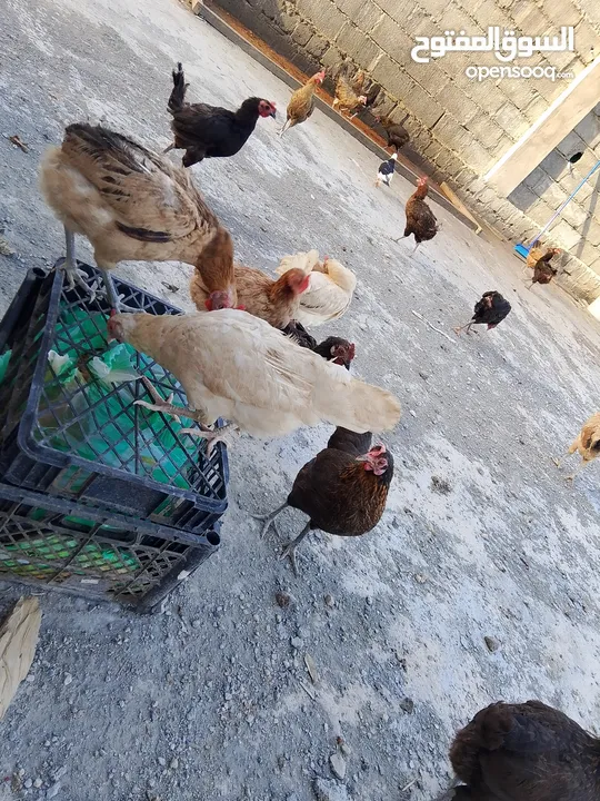 دجاج عماني بيع