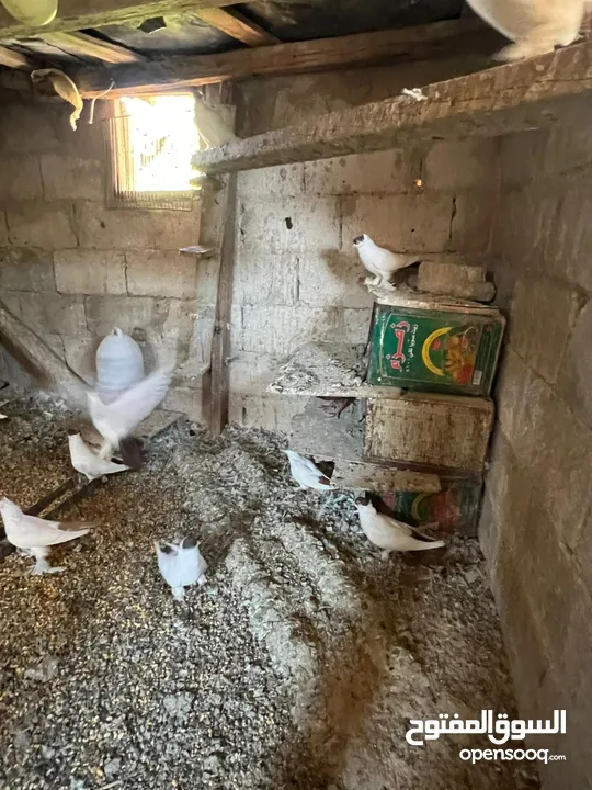 جواز بلونيات وجواز يهوديات