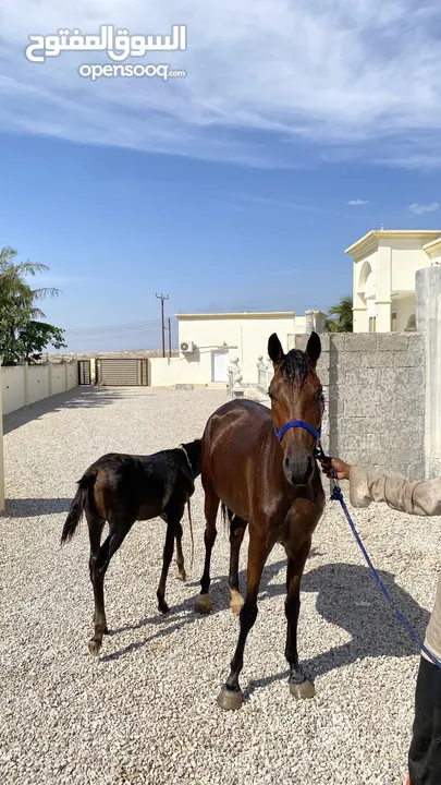 فرس مهجنة باطح مع مهر ومهره