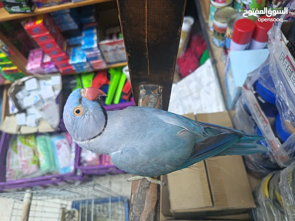 ببغاء دره لون ازرق طفره