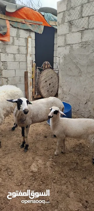 عنم قبرصي الاصلي