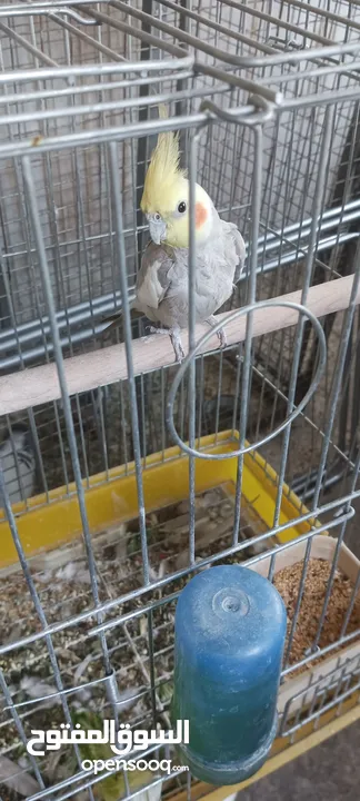 مجموعة طيور للبيع