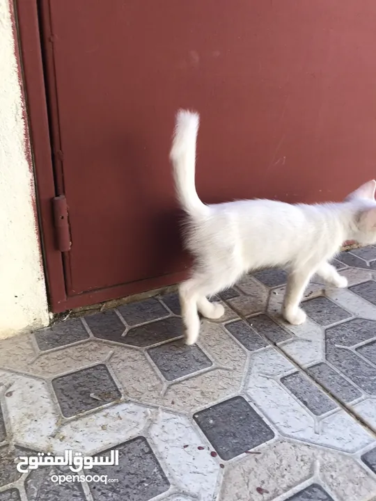 بيع قطه أم شيرازيه و الاب عماني عادي