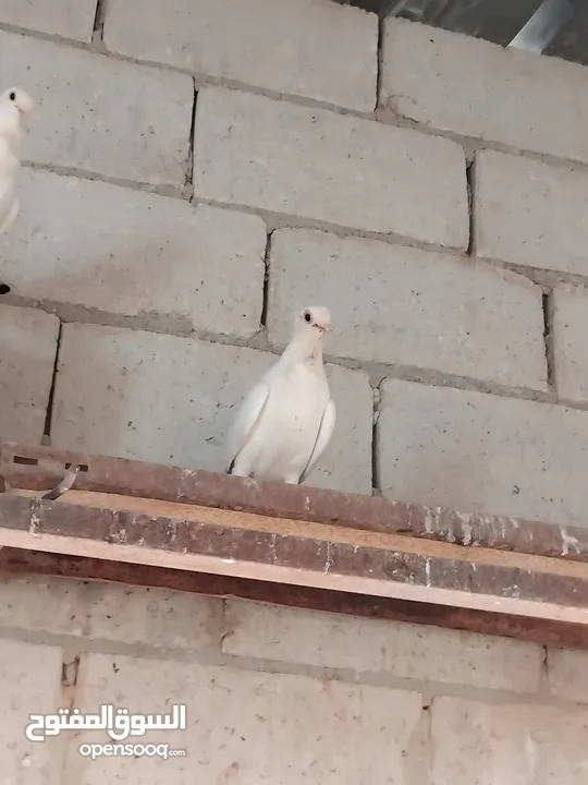 حمام نخب النخب  ثلاث جواز