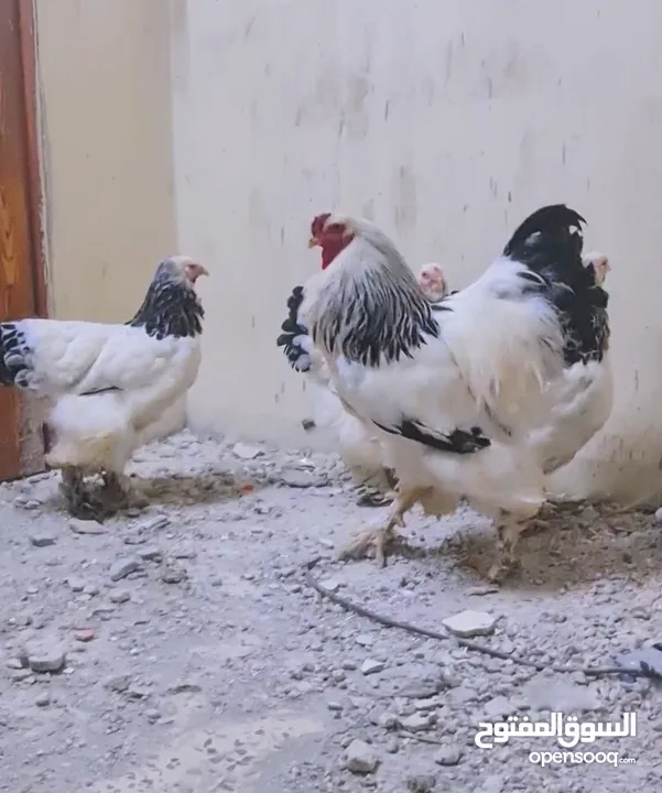 بيض مخصب و صيصان لسلالات دجاج نادره على مستوى العالم