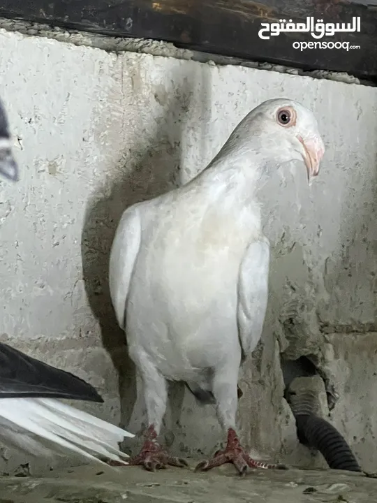 فراخ للبيع