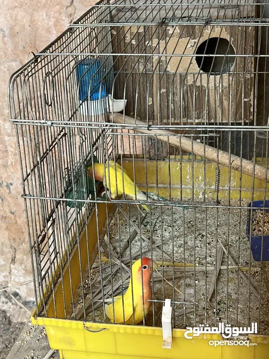 جوز روز لاتينيو انتاج ماكينة صلاة نبي