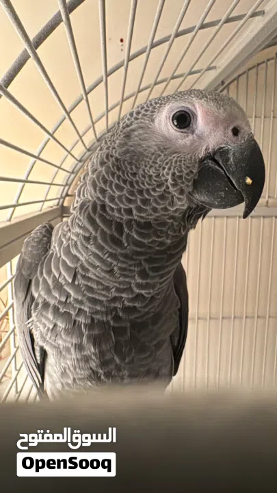 كاسيكو سوبر جامبو 5 شهور