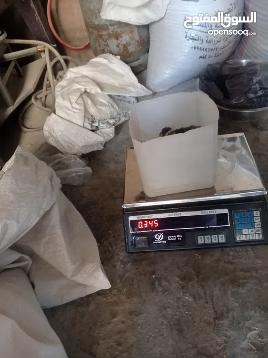 فرض طيور سمان