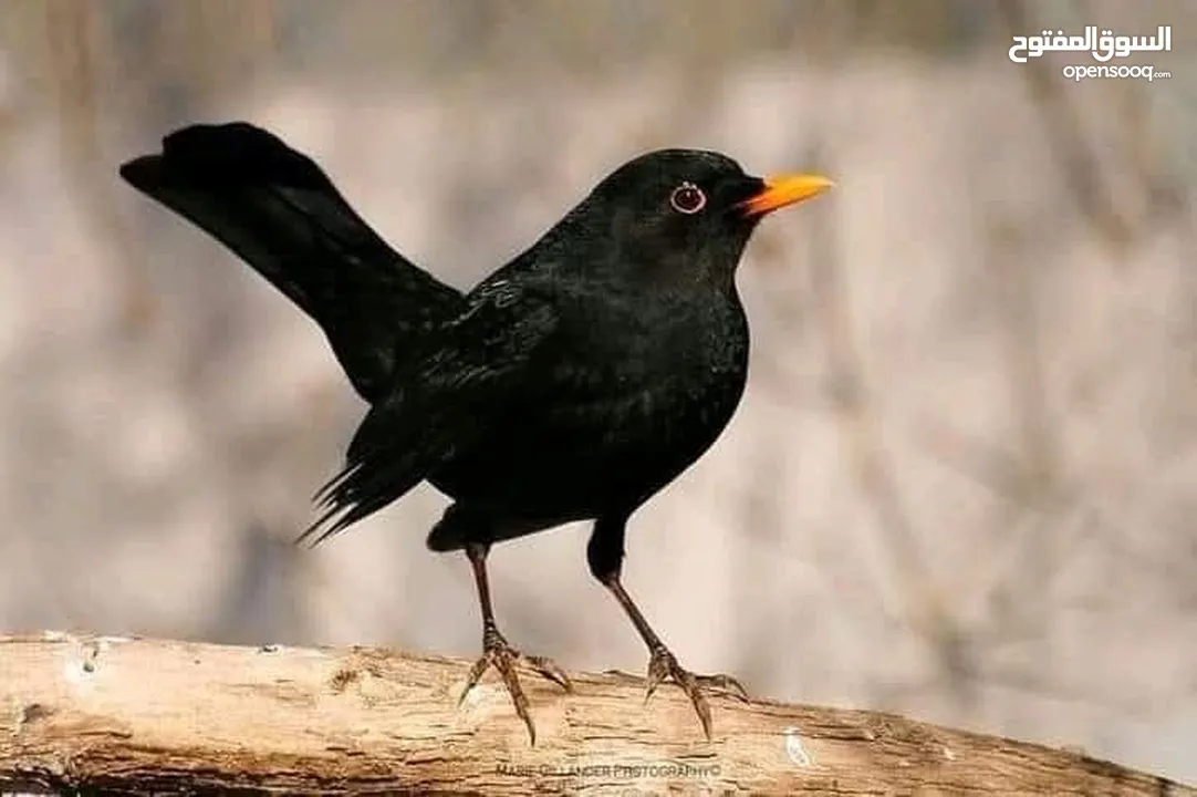 حسون صحراوي  شحرور.