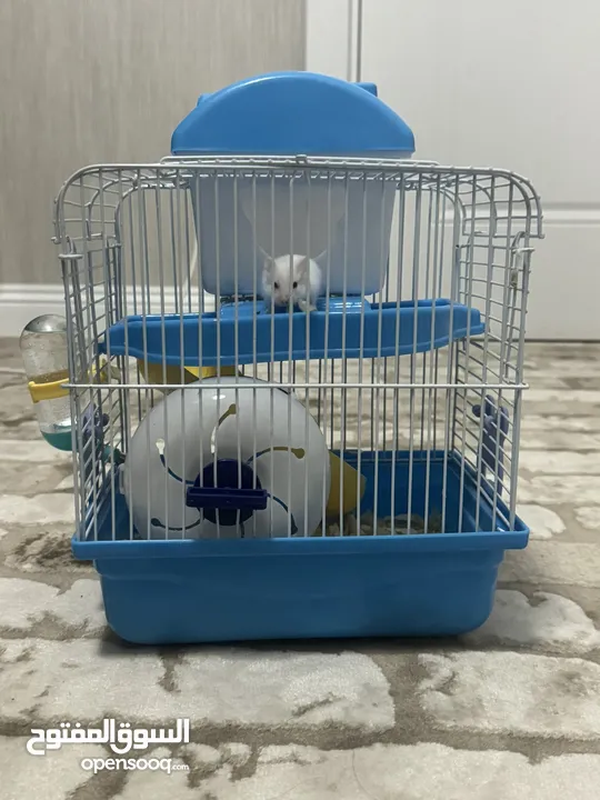 Male Hamster for sell with the cage