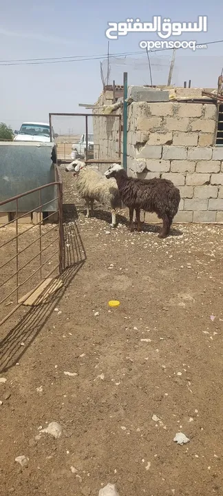 نعجتين وحده نجديه وحده قبرصيه منضر ووسر شغل مقنوي