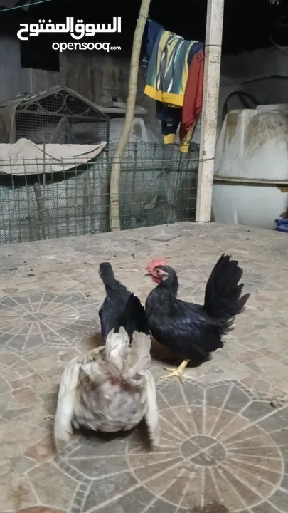 دجاج حب حب صيني