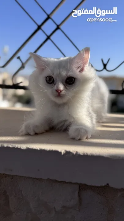 قطط سكوتش فولد مكس للبيع بسعر رمزي