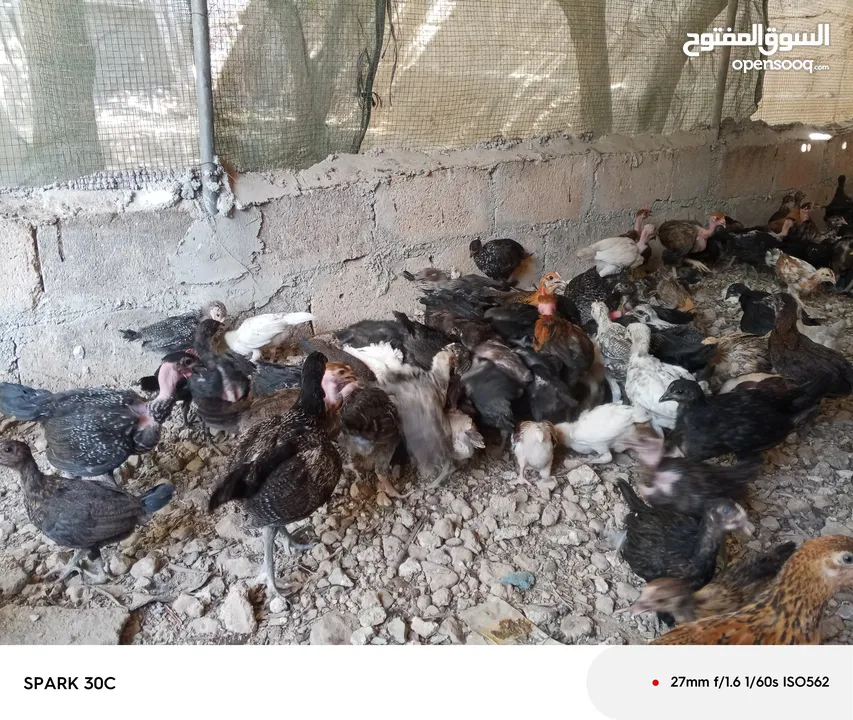فراخ بلدي ومشكل
