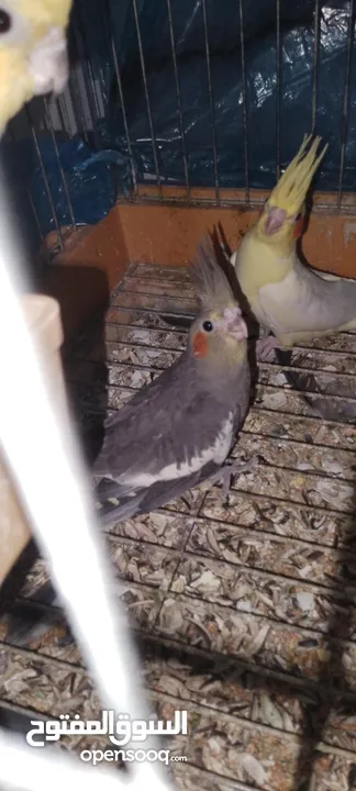 فراخ و زوج تكساس هوجو رومو وطيرة تكساس هوجو رومو وطيرة كوكتيل جاهزة