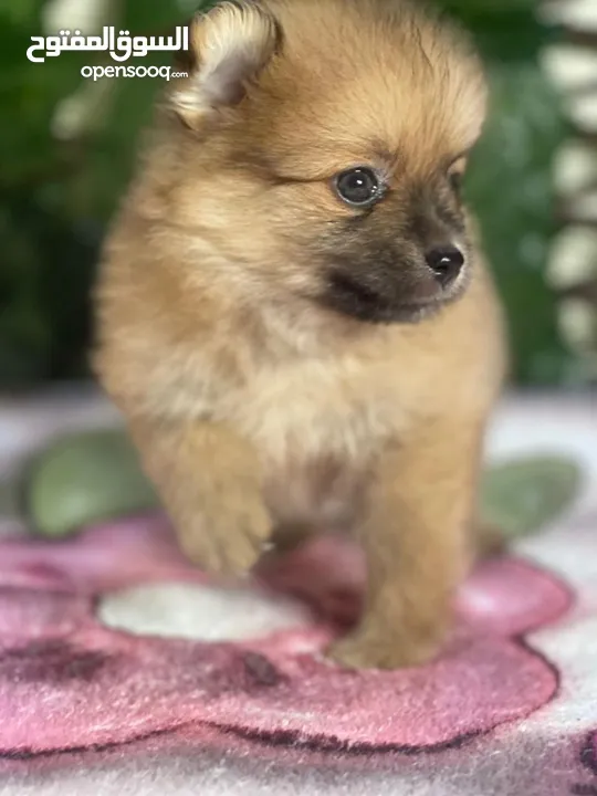 High quality Pomeranian teacup - بومرينيان تيك اب مستوي عالي