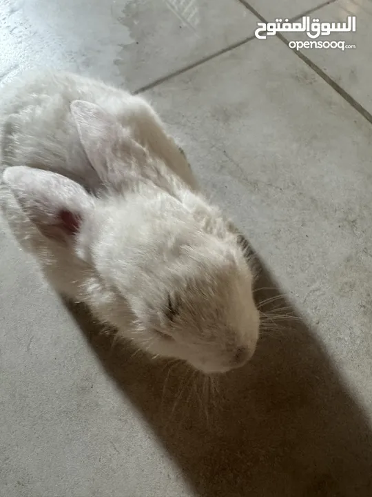 Rabbit for sale