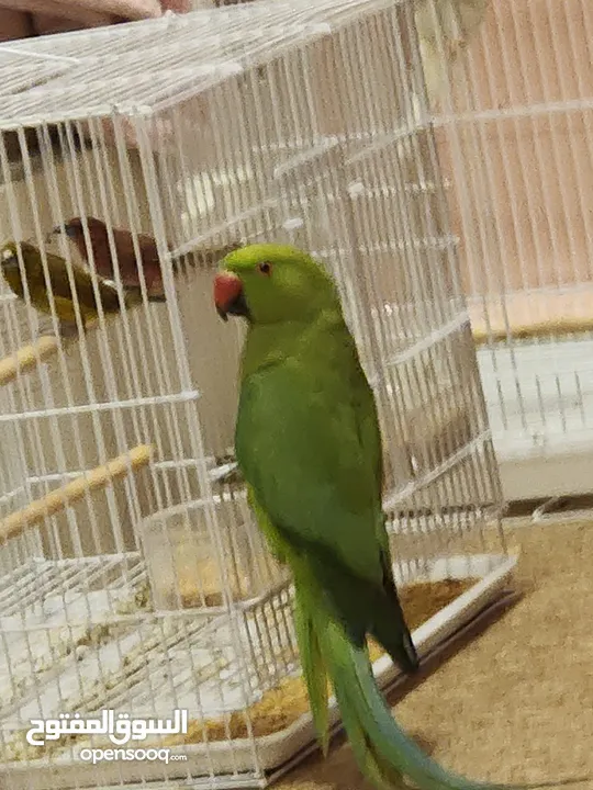 parrot Indian ringneck ( EMERALD ) funny bird that likes apples lol ( UN - TAMED )