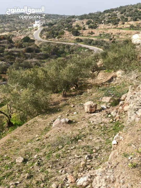 ارض على طريق بلعا دير الغصون قبل مفرق اكتابا