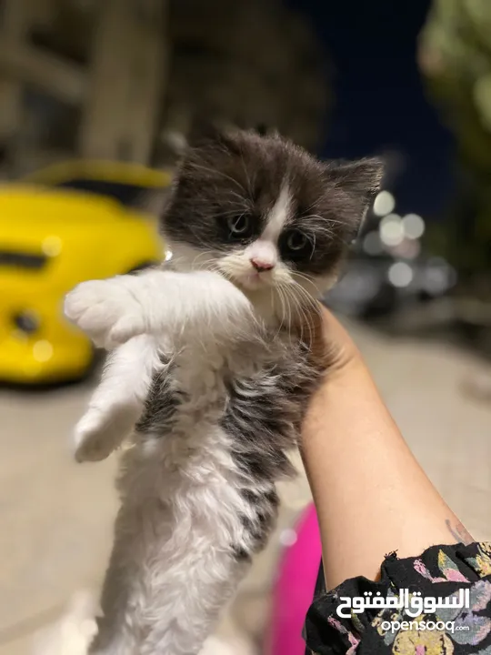 سكوتش مكس راقدول مهجنيين باي كلار