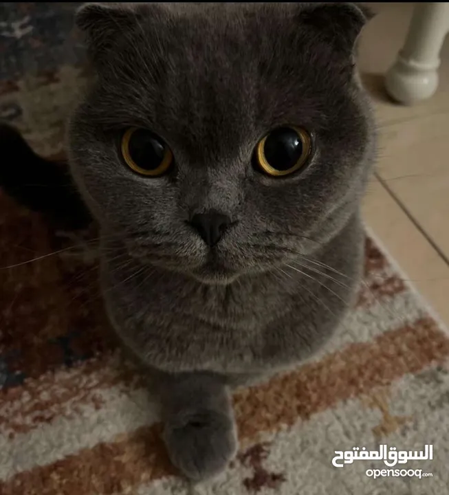 Scottish fold (female) cat