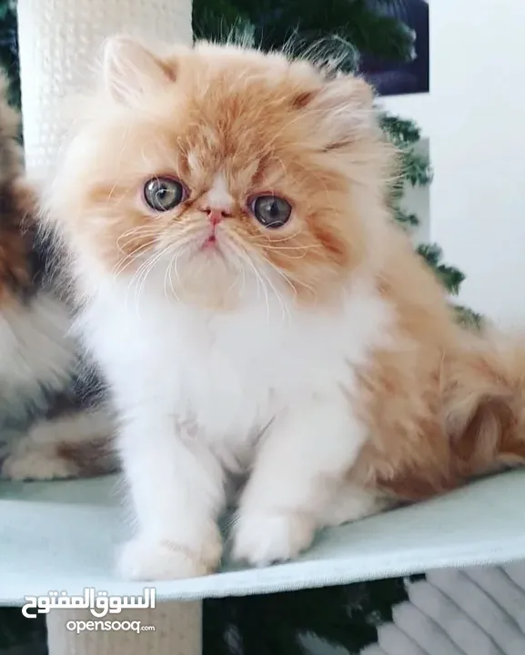 Persian Kitten for Adoption