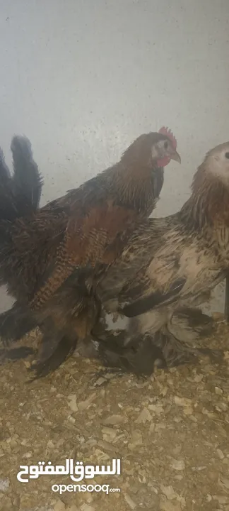 جوز جاج خارصينا نخب اول